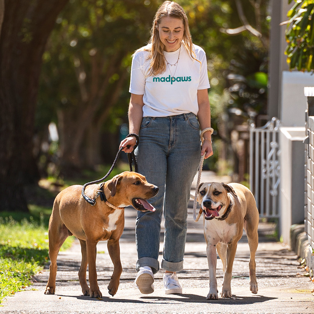 Picture of dog walker walking with two dogs