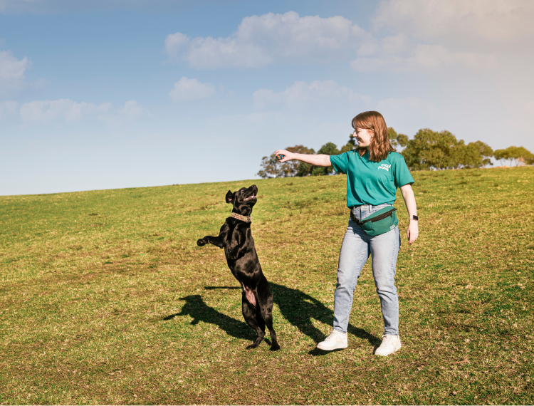 Picture of dog walker walking with two dogs