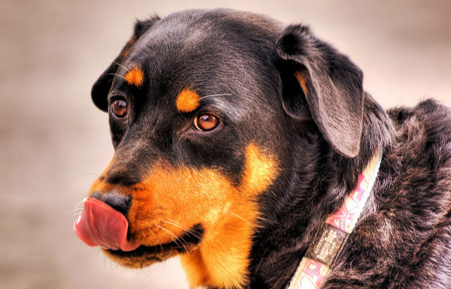 Dog Body Language: The Secrets | Mad Paws Blog