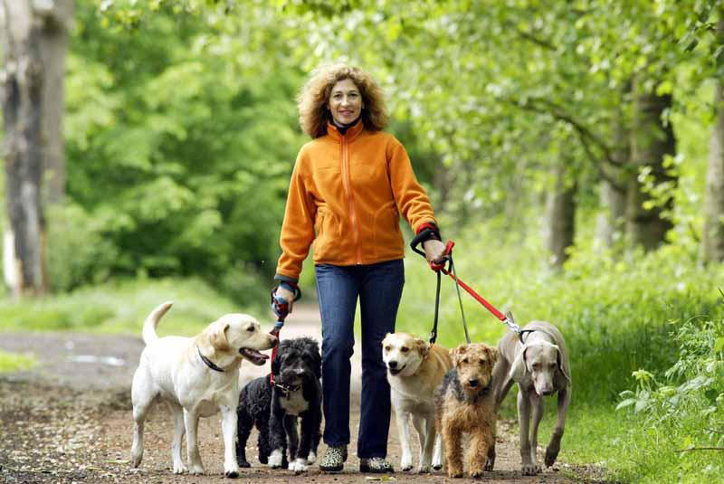 How often should you walk your dog? 