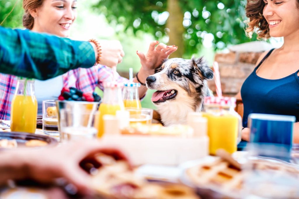 BBQ safety tips for dog owners