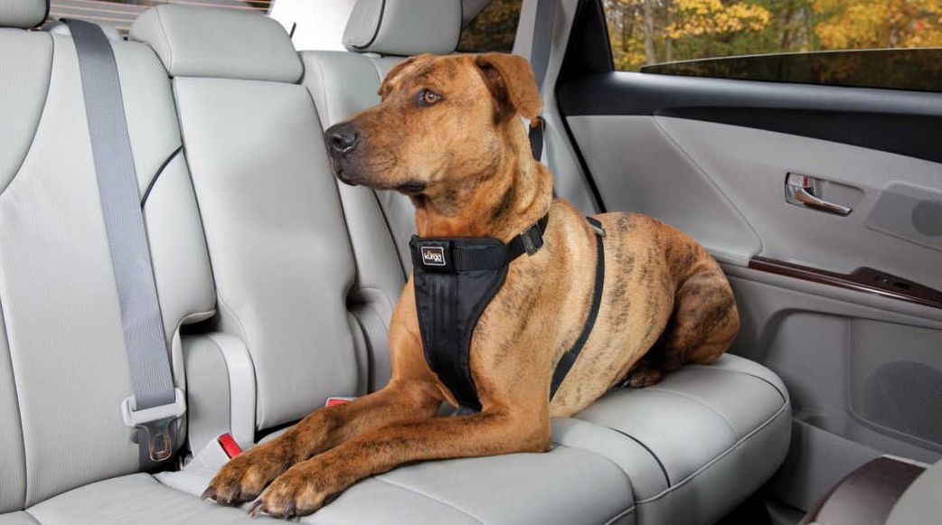 How To Keep Your Dog Safe In The Car Mad Paws Blog