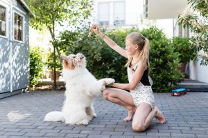 Girl teaching a dog a trick