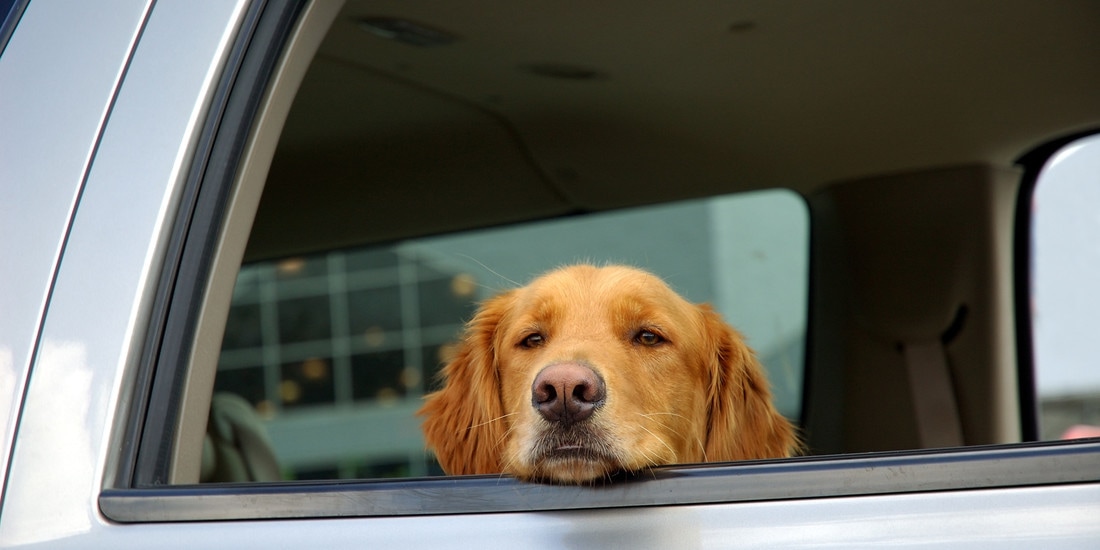 How To Keep Your Dog Safe In The Car | Mad Paws Blog