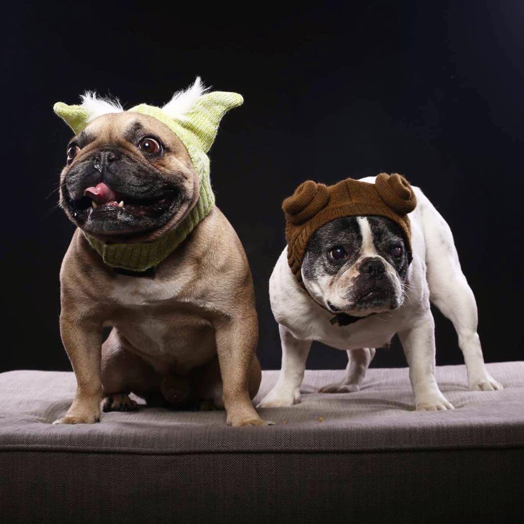 pets celebrating star wars