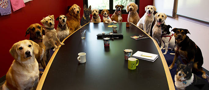 Why Every Company Needs An Office Dog | Mad Paws Blog