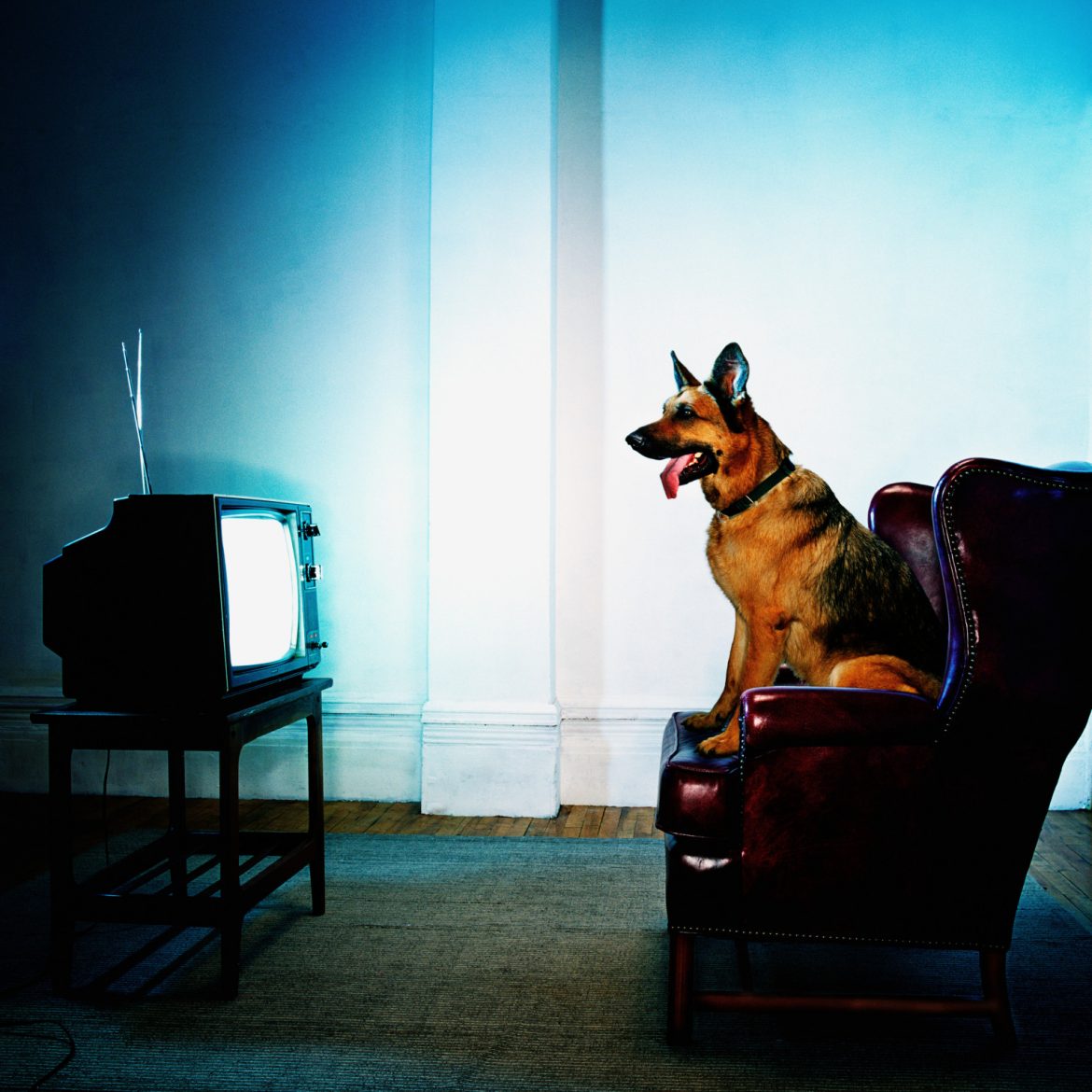 can-dogs-watch-tv-mad-paws-blog