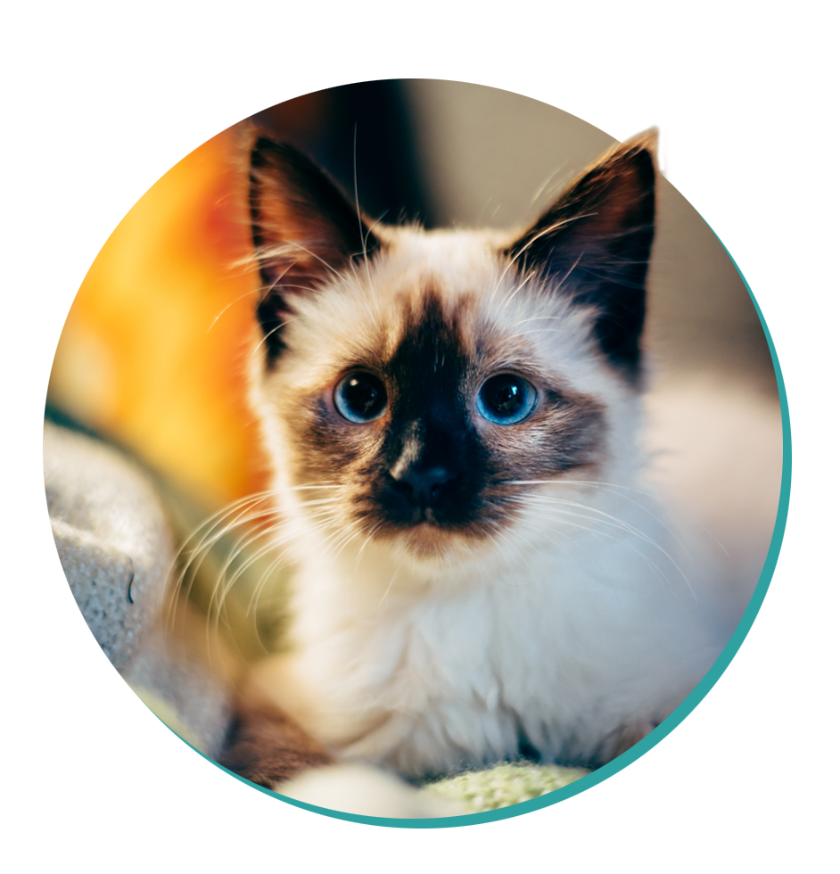 Cat Breed Corner - Ragdoll | Mad Paws Blog