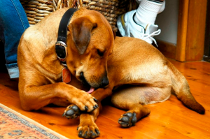 why do dogs lick themselves?