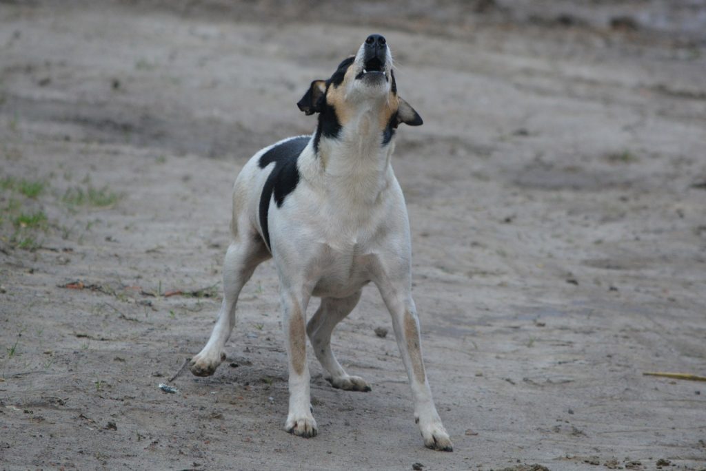 How To Stop Excessive Barking - Mad Paws