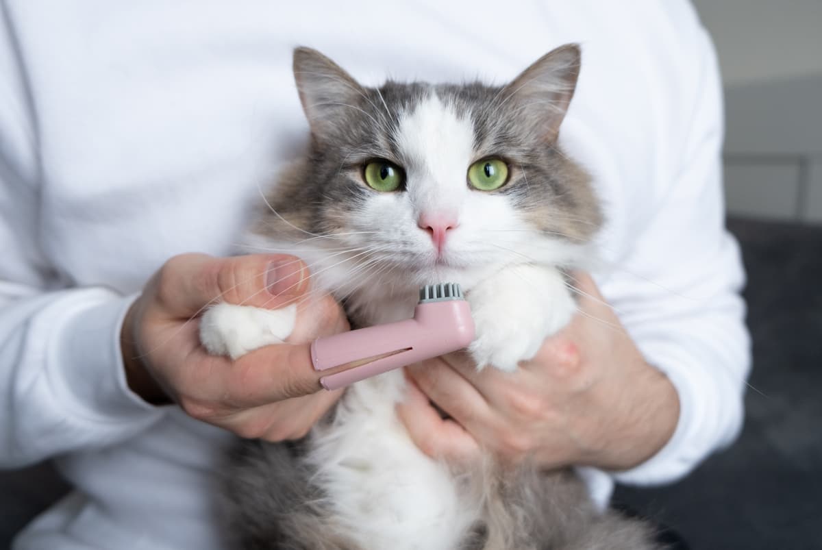 brushing a cats teeth