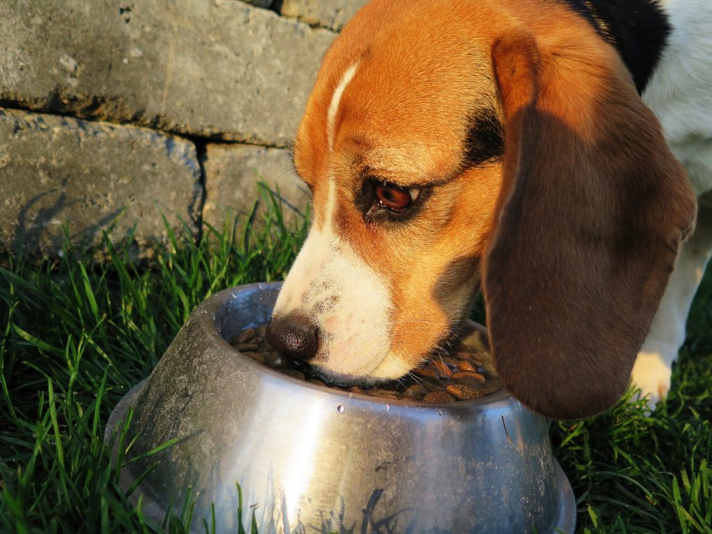 Stop Your Dog Eating Too Fast with These Tips | Mad Paws Blog