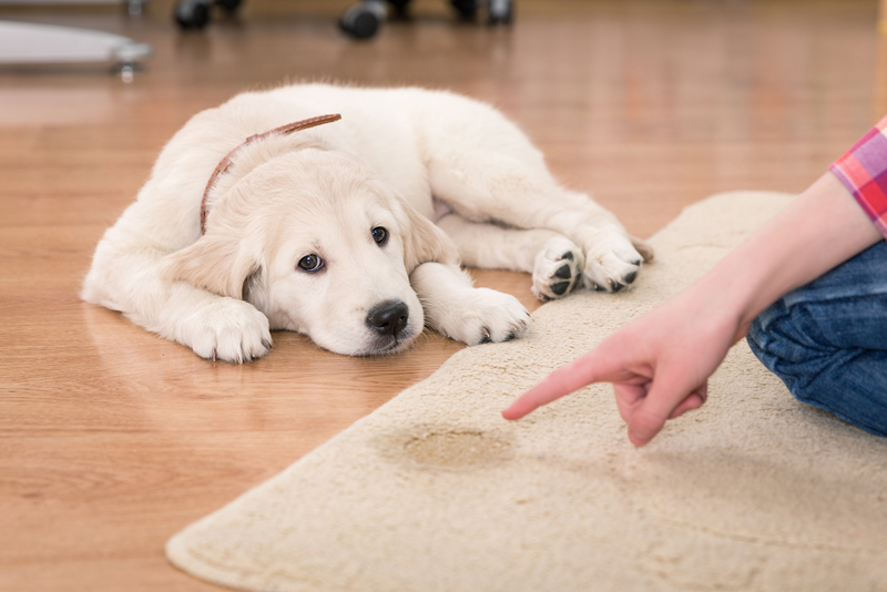 how to clean up dog pee and poop on carpet