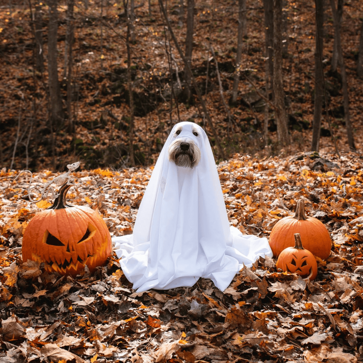 Dog costumes Halloween ghost