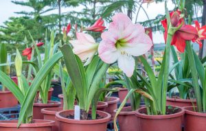 Amaryllis toxic plants for dogs