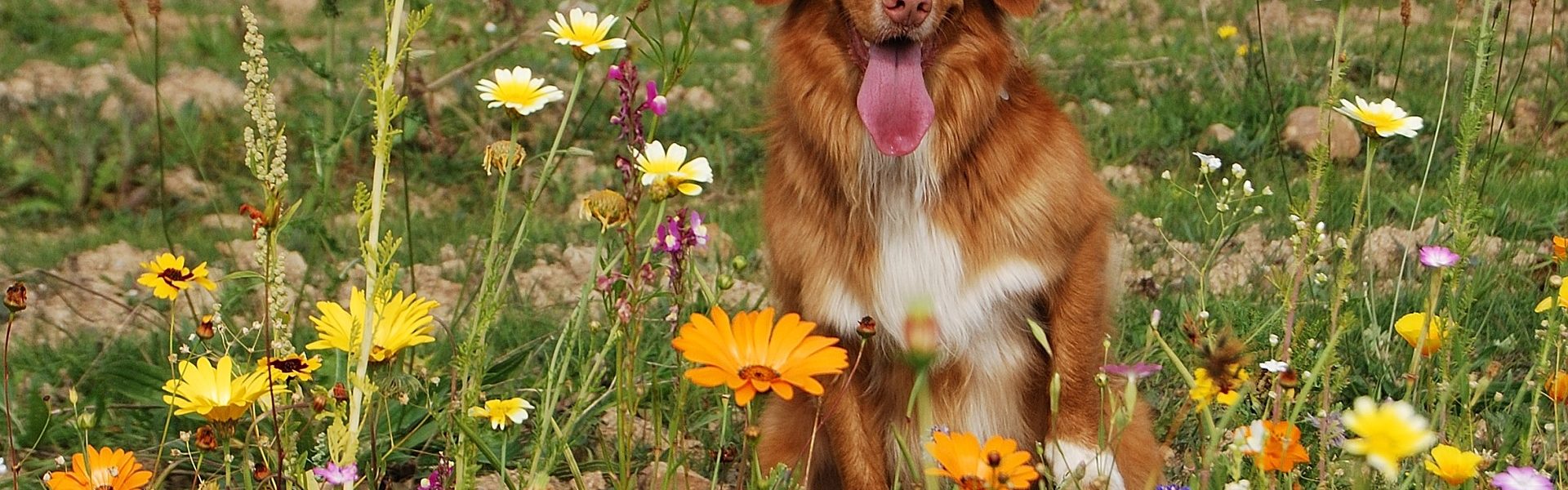 Plants toxic to dogs