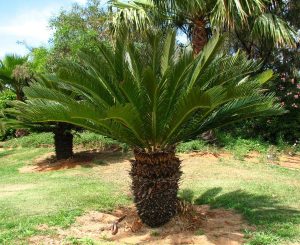 Sago palm toxic plants for dogs