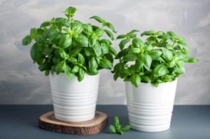 Basil is a perfect indoor plant not toxic to dogs