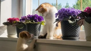 indoor plants not toxic to dogs - African Violet