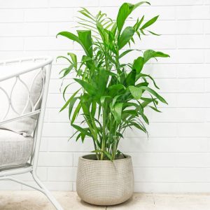 indoor plants not toxic to dogs - Bamboo Palm