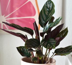 indoor plants not toxic to dogs - Calathea