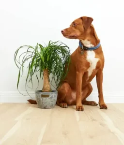 indoor plants not toxic to dogs - Ponytail Palm