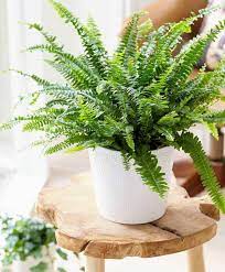 indoor plants not toxic to dogs - boston fern