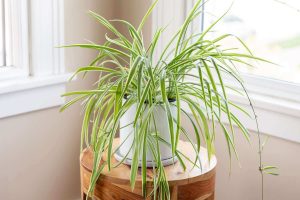 indoor plants not toxic to dogs - Spider plant (chlorophytum)