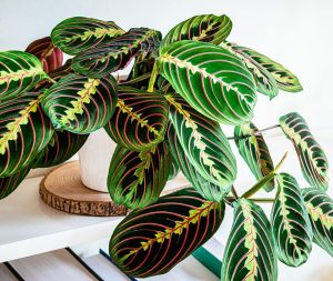 indoor plants not toxic to dogs - Prayer Plant