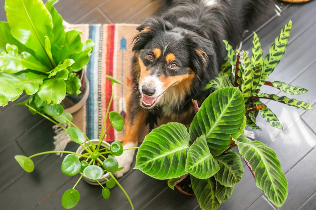 indoor plants not toxic to dogs