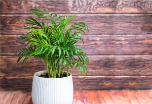 indoor plants not toxic to dogs - Parlour Palm