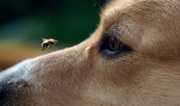 Insect Bites on Dogs and Pets: How to Treat Them | Mad Paws Blog