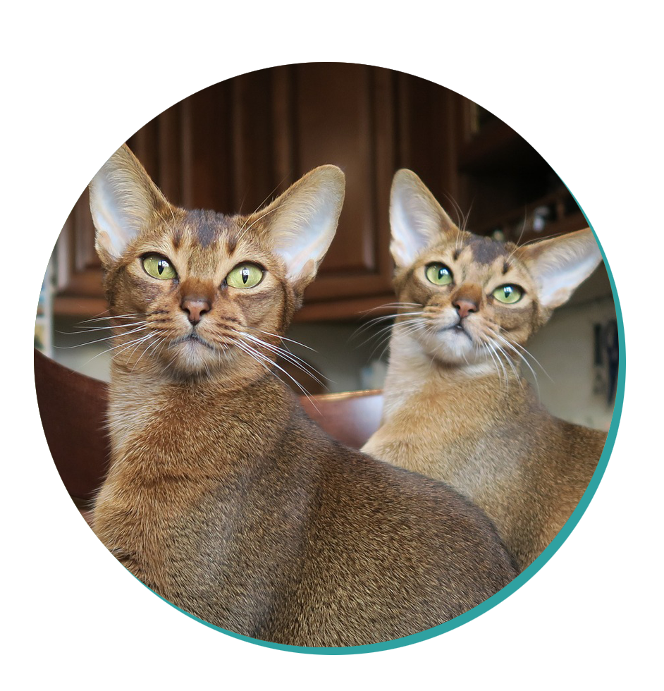 Cat Breed Corner Abyssinian Mad Paws Blog