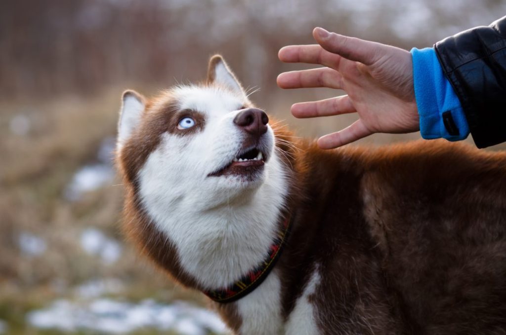 Let's find out if dogs can in fact sense bad people