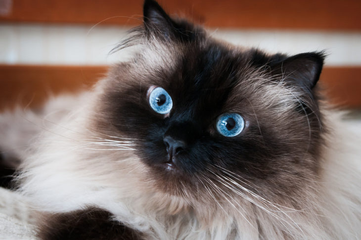 Cat Breed Corner: Himalayan | Mad Paws Blog