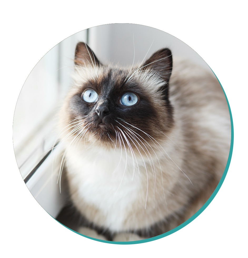 Cat Breed Corner: the Noble Birman Cat | Mad Paws Blog