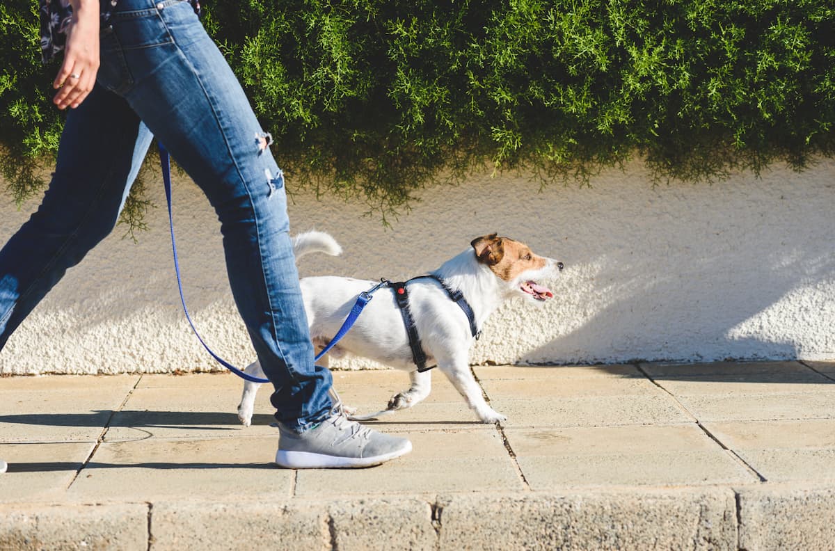 how to stop dog pulling on lead