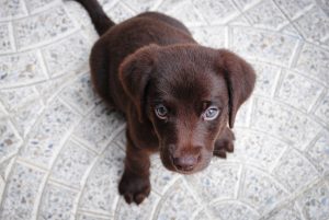 Emergency Essentials for Dogs and Puppies