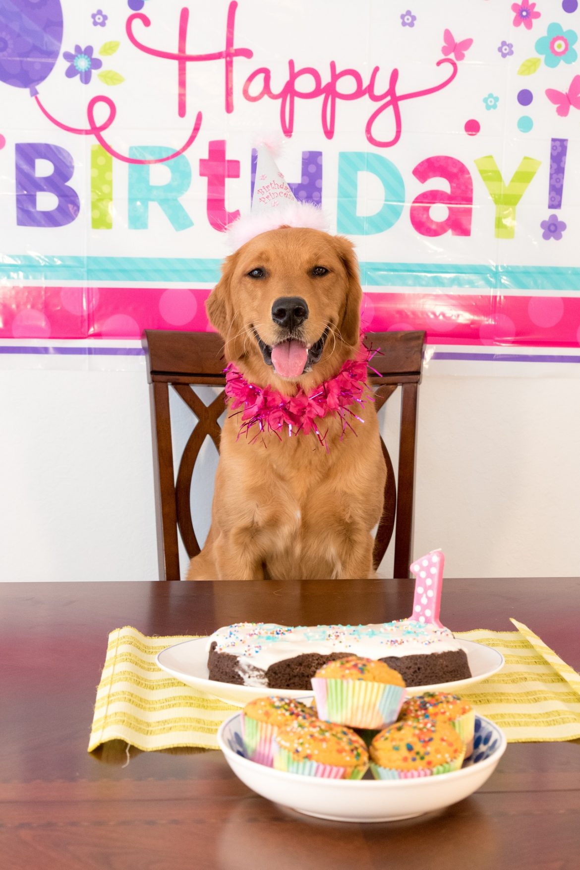 three-ways-to-celebrate-your-dog-s-birthday-mad-paws-blog