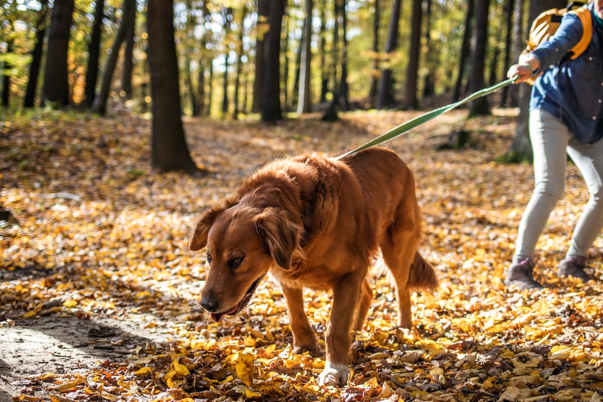 Stop your dog pulling on lead