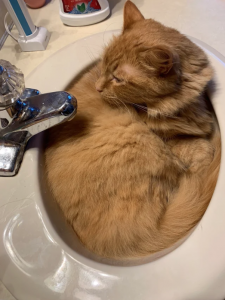 Cat that fits inside a sink