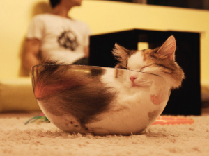 A cat that has fit inside a mixing bowl