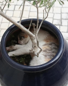 A cat that fits inside a pot plant