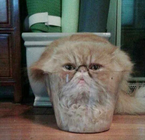 A cat fit inside a small plastic container