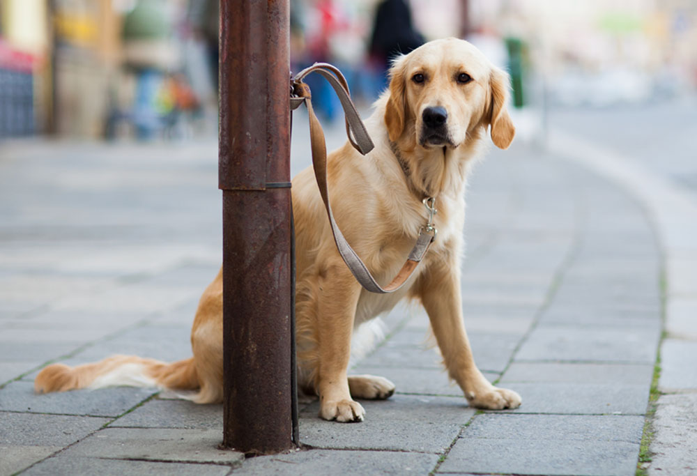 Do You Leave Your Dog Outside While Shopping? | Mad Paws Blog