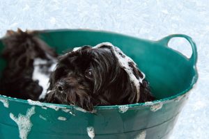 Will your dog smell nice after a bath