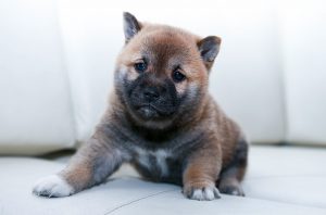 Don't Name Your Puppy Using a Word that Rhymes with a Command