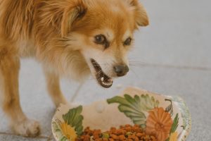 Grain-Free Diet for Dogs