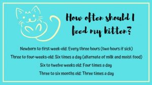 Raise Your Kitten Right by Feeding Them Well