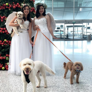 Dogs and Angels at the Airport